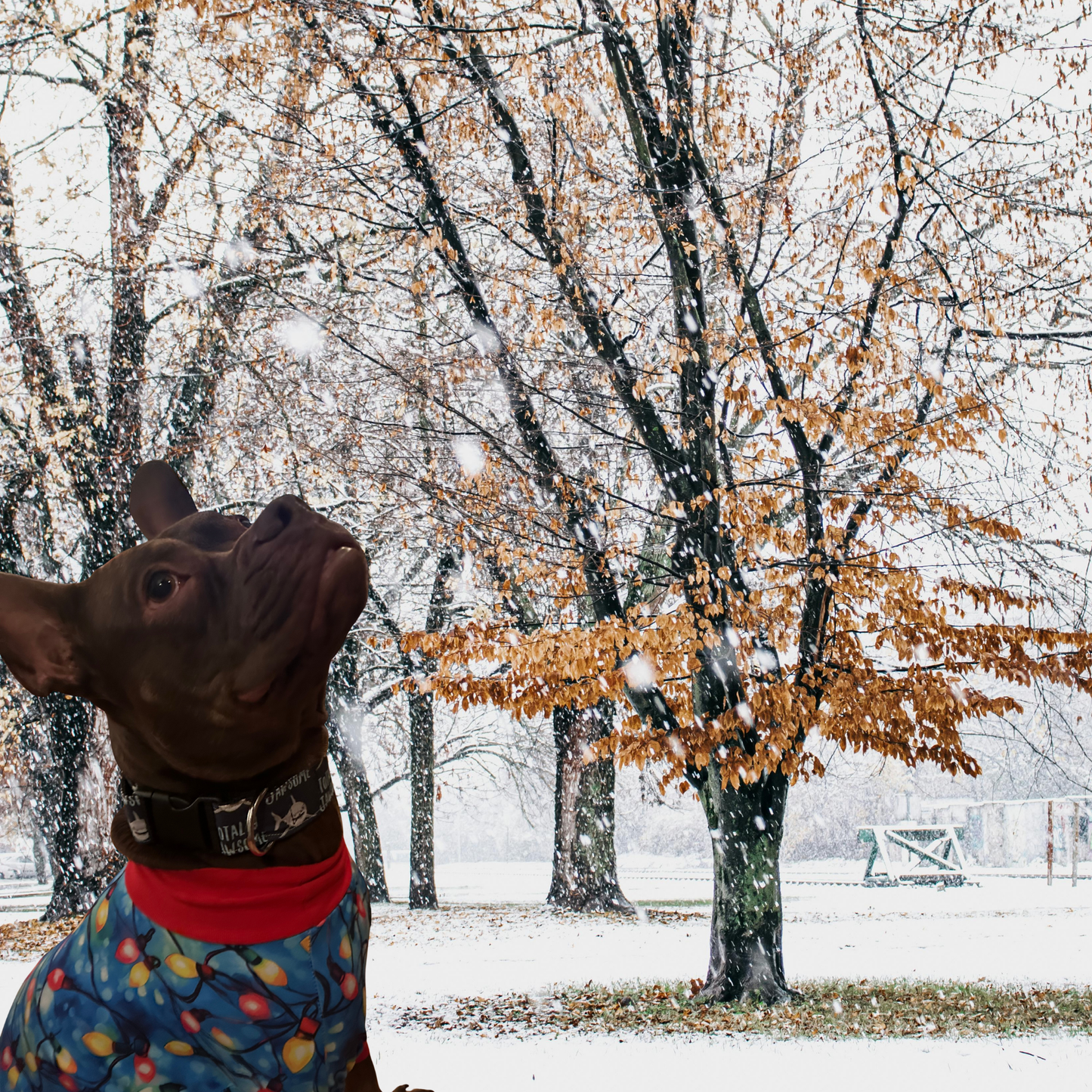 Totally Jawsome Adjustable Dog Collar