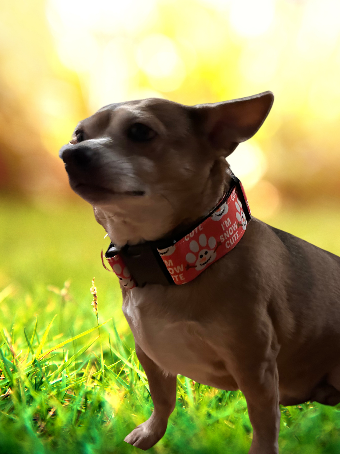 I'm Snow Cute Adjustable Dog Collar