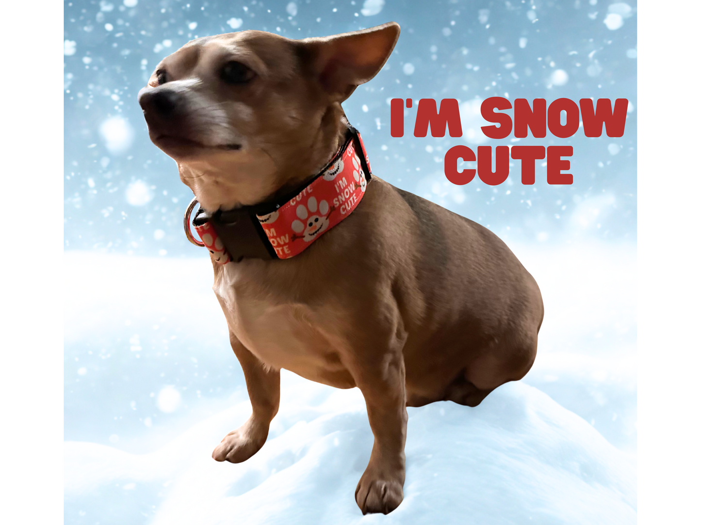I'm Snow Cute Adjustable Dog Collar